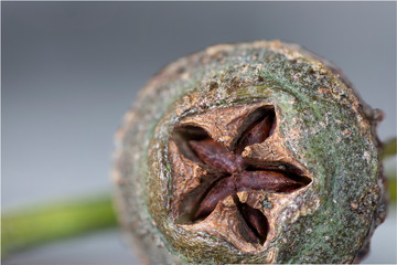 Aromatic gum tree close-up and stacked macro photos of a Eucalyptus Globulus fruit on its branch, 2-2.5 cm long, the hard and green woody capsule is crowned with a star shaped brown opening