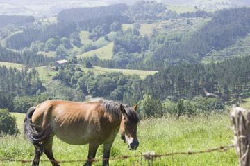 Caballo pastando