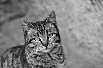 Cat watching at distance