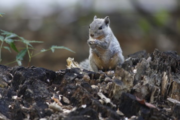 indian female palm squirrel -old squirrel  -eating peanut