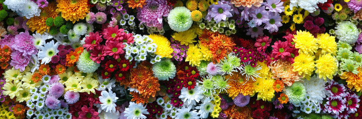 Flowers wall background with amazing red, orange, pink, purple, green and white chrysanthemum...