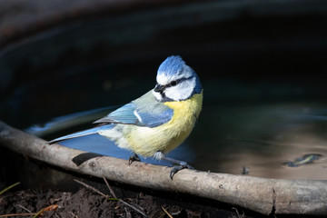 mésange bleue