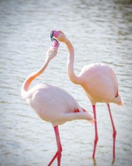 amour de flamants roses