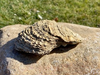 Oyster on an rock