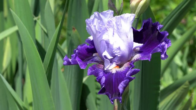 German iris (Iris barbata), close up of the flower head