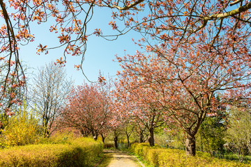 Naklejka premium Frühling im Norden Deutschlands in Kiel, der Landeshauptstadt Schleswig-Holsteins