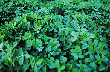 Alfalfa leaves in bright green color