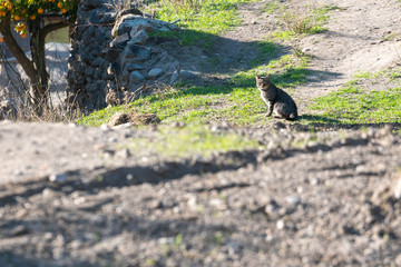 cat sunbathing in the paraje de la Cará (Ugijar) Spain