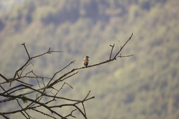 Pájaro en rama