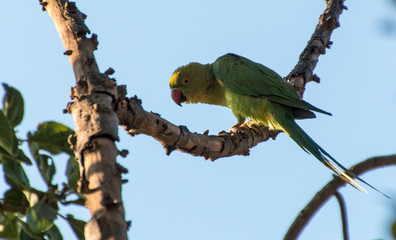 parrot sitting on a branch