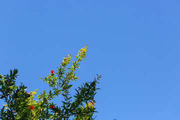 green leaves against blue sky