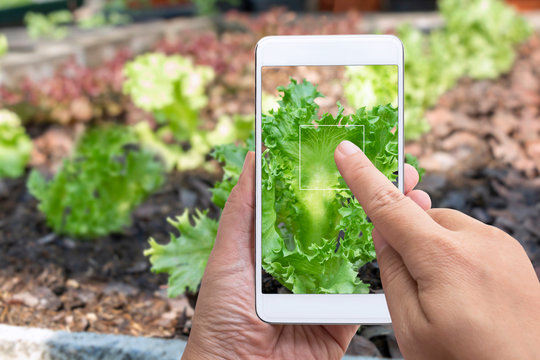 Smart farming business and technology concept. agronomist grower hands using holding smart phone taking photo of lettuce vegetables produce on touch screen  for detecting quality in organic farm.