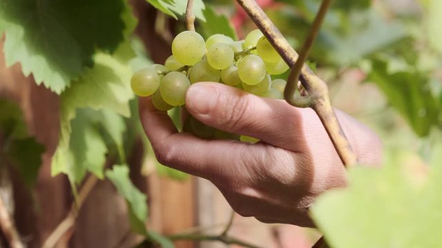 human hand touches vine of green grapes in sunlight. farmer checks ripeness of vineyard.