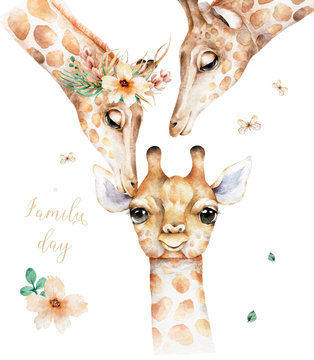 Poster with a family giraffe. Watercolor cartoon giraffe tropical animal illustration. Jungle exotic summer design