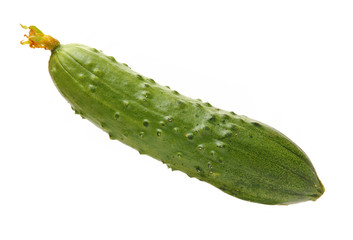 Green cucumber on the white background
