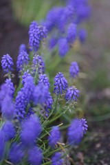 Obraz premium Close up of grape hyacinth, bluebells in April 
