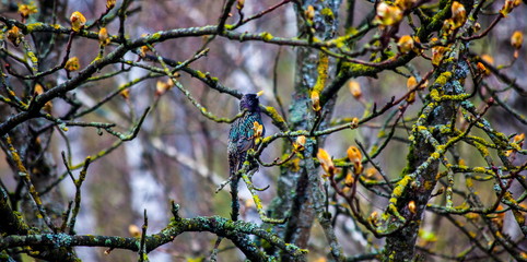 Starling in a tree
