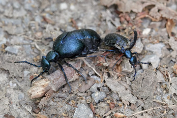 Close-up of two black oil beetles (Meloe proscarabaeus)