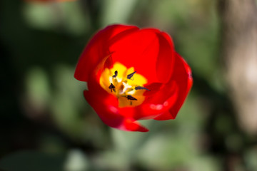 Messer Tulipano flowers