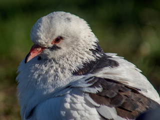 gołąb