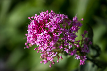 Wild flowers closeup