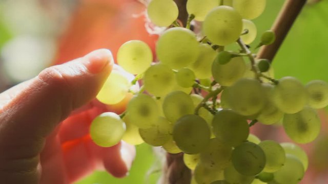female hand plucks grape berry from vine in sunlight.