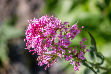 Wild flowers closeup