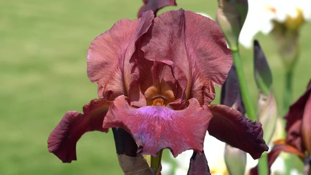 German iris (Iris barbata), close up of the flower head