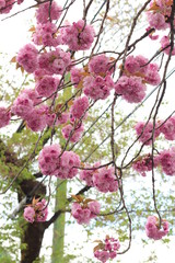 4月に咲く牡丹桜