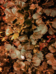 autumn leaves background