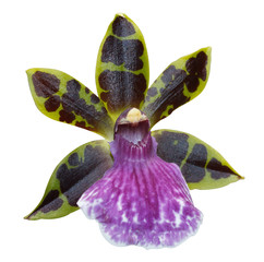 Beautiful pink orchid branch variety Beallara  Eurostar