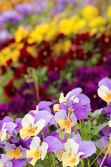 4月に咲くパンジー