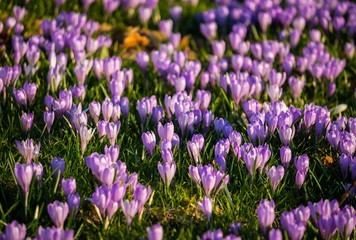 Krokusblüte am Hündle