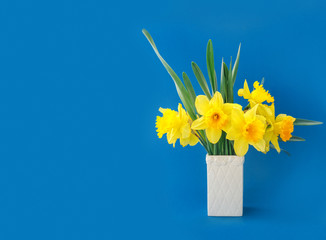 Beautiful yellow daffodils in ceramic vase on blue paper background
