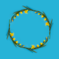 Flowers composition. Pattern made of yellow narcissus with leaves on blue paper background.