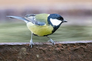 mésange charbonnière