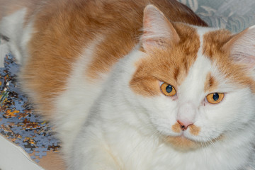 White-red cat lies in a box with a puzzle