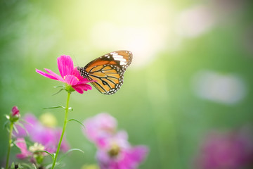 Fototapeta na wymiar Nature of butterfly and flower in garden using as background butterflies day cover page or banner template brochure landing page wallpaper design