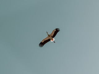 Vuelo de gaviota