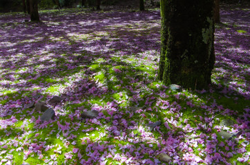 Obraz premium 桜の森