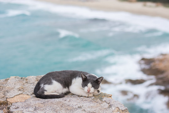 sleeping cat next to a cliff in Ikaria