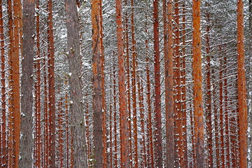 Pine forest tree trunks covered with snow in winter day. Beautiful natural textured forest background