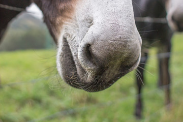 Trusting donkey. Good animal. Donkeys in the pasture. Donkey face close up. Livestock farming. Contact Zoo. Stroking a donkey.