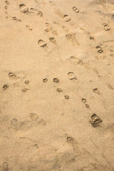 Walk along the beach. Traces of man and dog in the sand. The texture of wet sand. Sandy surface. Trace memories. Imprint of a human foot in shoes and a dog paw.