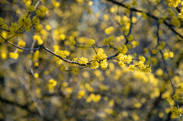 Close up of Cornus mas, the Cornelian cherry, European cornel or Cornelian cherry dogwood on blurry yellow blue background. Flowering tree. Cornus tree in bloom.