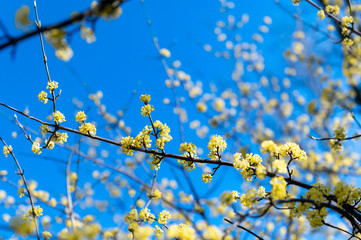 Close up of Cornus mas, the Cornelian cherry, European cornel or Cornelian cherry dogwood on blurry yellow blue background. Flowering tree. Cornus tree in bloom.