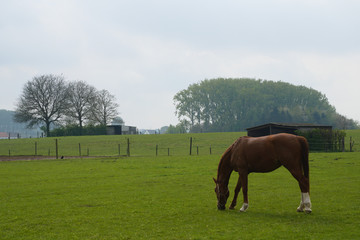 Horse in a field eating grass