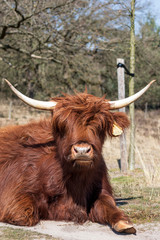 highland cattle laying on path in the field