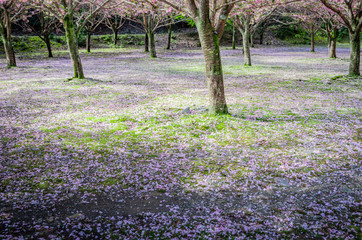 桜の森
