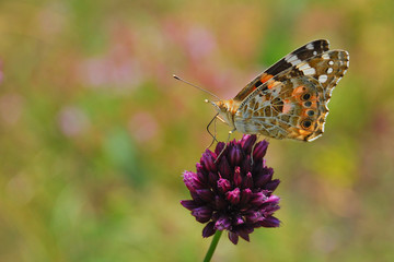 Butterfly on a flower